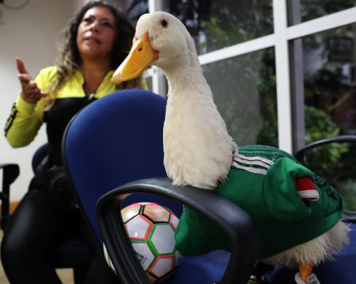 Merlin to'plovchi: Fifa qoidalari sababli Meksika o'yiniga kiritilmadi